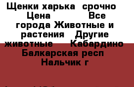 Щенки харька! срочно. › Цена ­ 5 000 - Все города Животные и растения » Другие животные   . Кабардино-Балкарская респ.,Нальчик г.